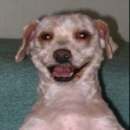 Uživatelský avatar