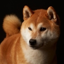 Uživatelský avatar