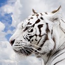 Uživatelský avatar